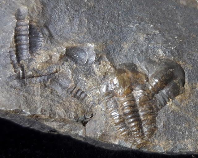 Ellipsocephalus hoffi (SCHLOTHEIM 1823) - Bild © FossNet FossilienStore